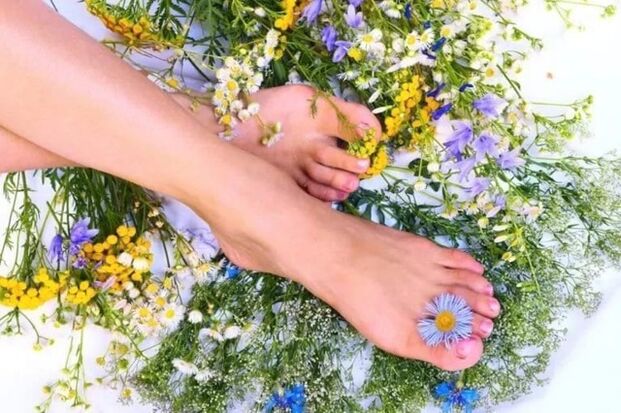 use of herbs against varicose veins