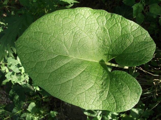 burdock leaf for varicose veins treatment